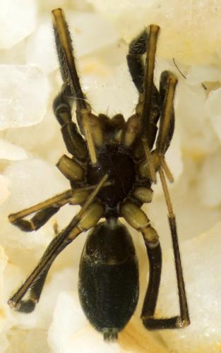 Liophrurillus flavitarsis