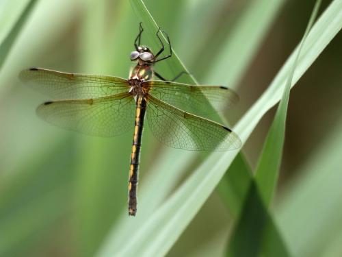 Oxygastra curtisii