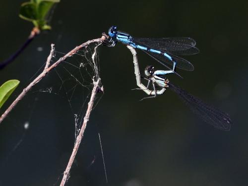 Enallagma cyathigerum