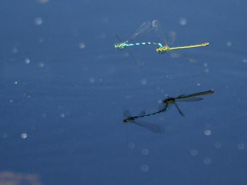 Réf. 185 717 : Coenagrion hastulatum