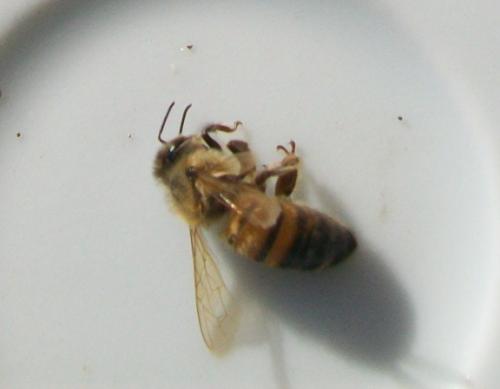 Apis mellifera