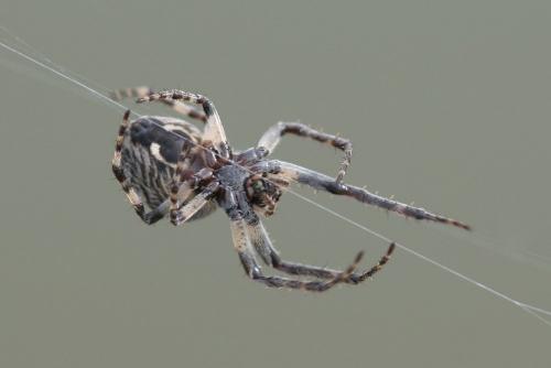 Réf. 185 149 : Larinioides sclopetarius