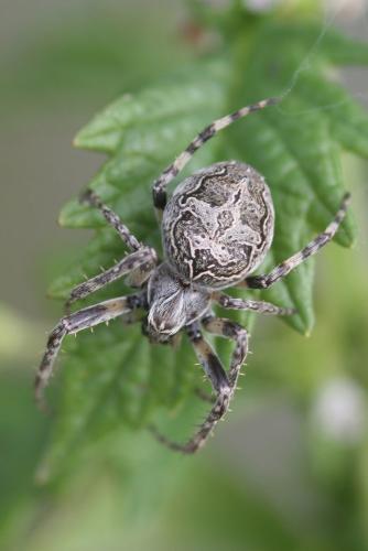 Réf. 185 147 : Larinioides sclopetarius