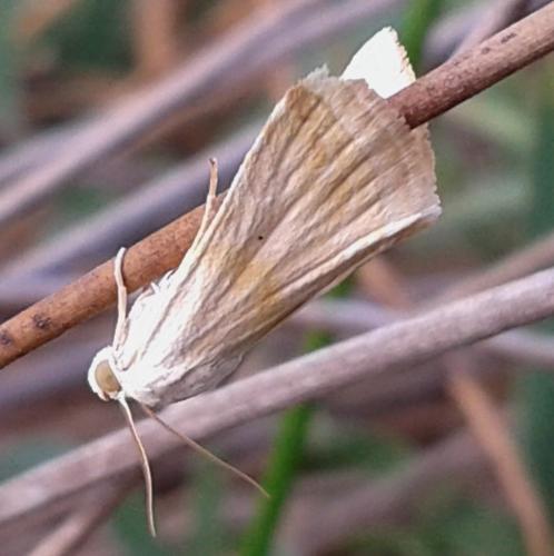 Aegle vespertinalis