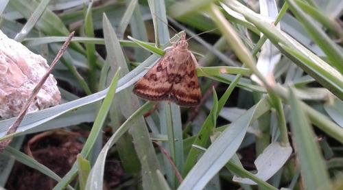 Réf. 185 777 : Pyrausta despicata