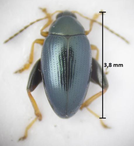 Psylliodes chrysocephala