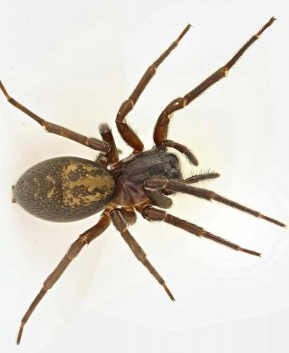 Amaurobius ferox