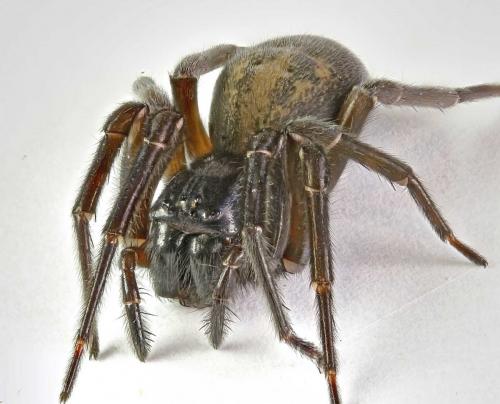 Amaurobius ferox