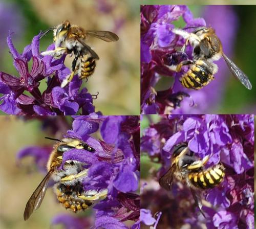 Anthidium manicatum
