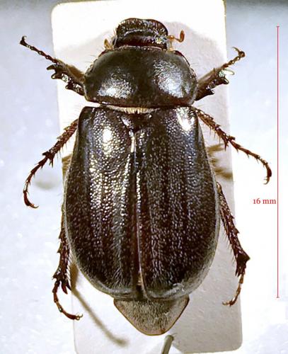 Réf. 185 502 : Aplidia transversa