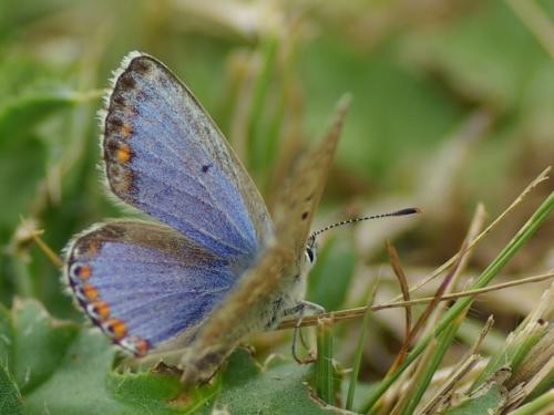 Réf. 185 837 : Polyommatus bellargus