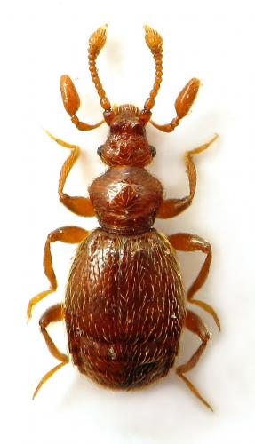 Réf. 185 197 : Bryaxis sculpticornis