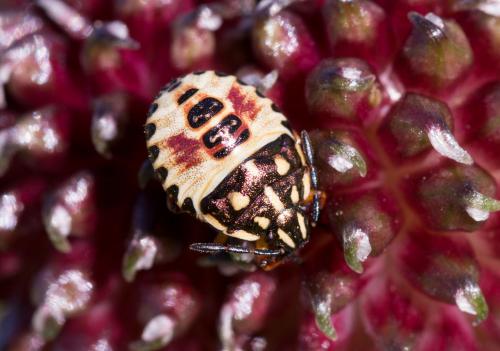 Réf. 185 312 : Carpocoris sp.