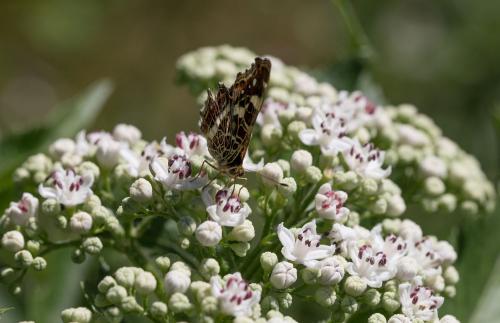 Araschnia levana