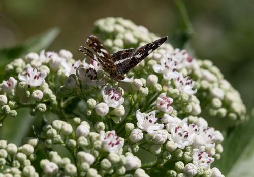 Araschnia levana