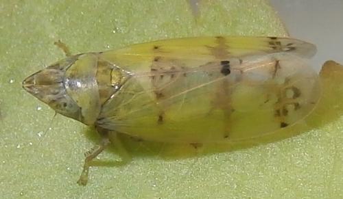Japananus hyalinus