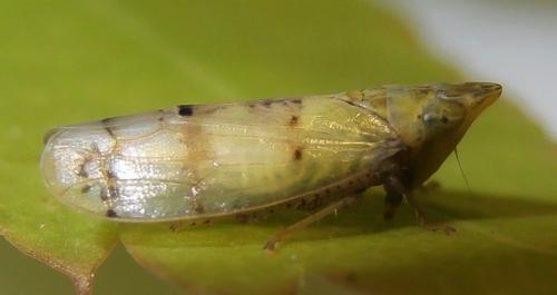 Japananus hyalinus