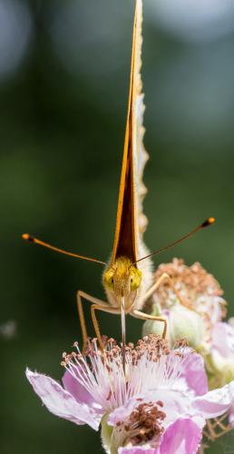 Réf. 185 894 : Argynnis paphia