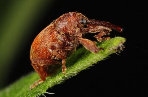 Réf. 185 791 : Anthonomus rectirostris