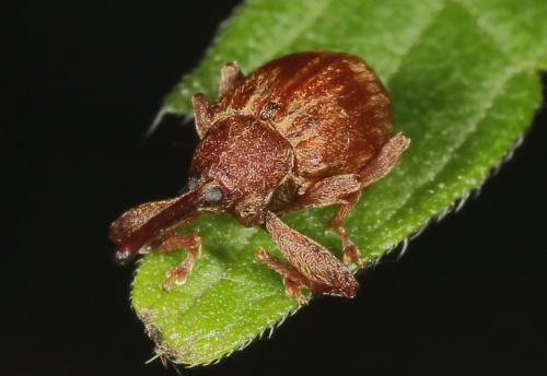Réf. 185 865 : Anthonomus rectirostris