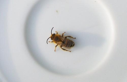 Réf. 185 456 : Colletes sp.