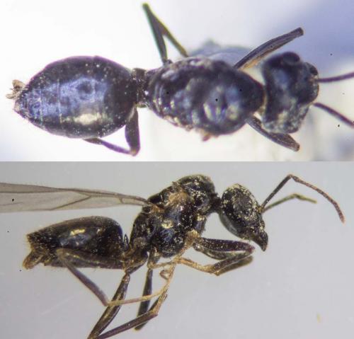 Lasius fuliginosus