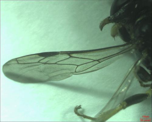 Crossocerus binotatus