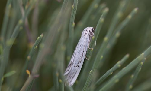 Arctiinae