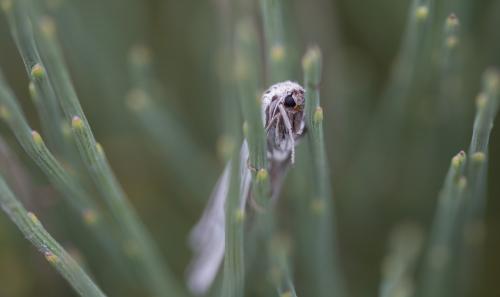 Arctiinae