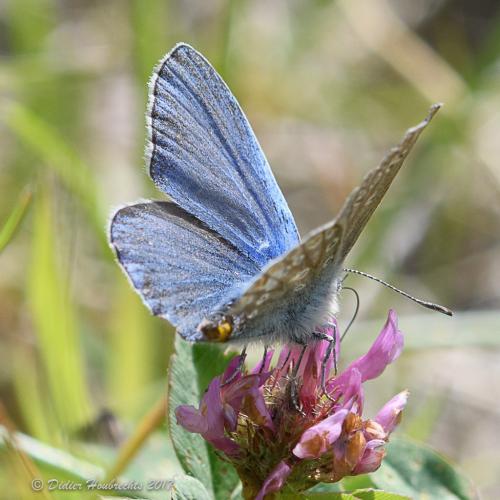 Polyommatus icarus