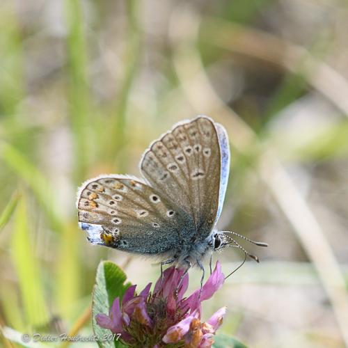 Polyommatus icarus