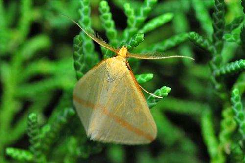 Rhodometra sacraria