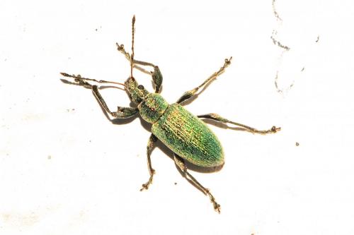 Réf. 185 498 : Phyllobius pomaceus