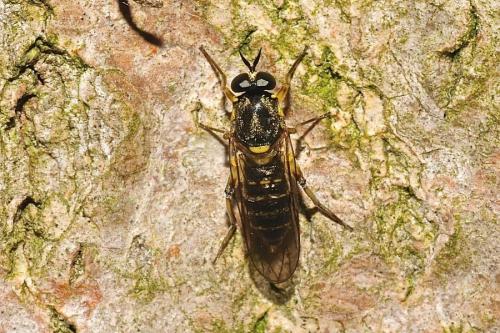 Réf. 185 056 : Solva marginata