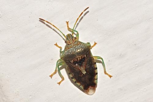 Elasmucha grisea grisea