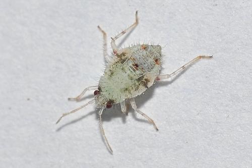 Deraeocoris lutescens