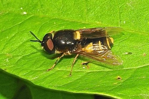 Réf. 185 840 : Stratiomys potamida