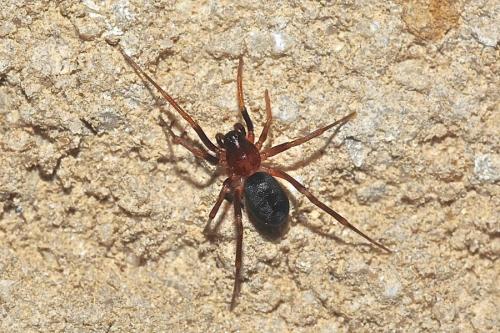 Réf. 185 559 : Zodarion sp.