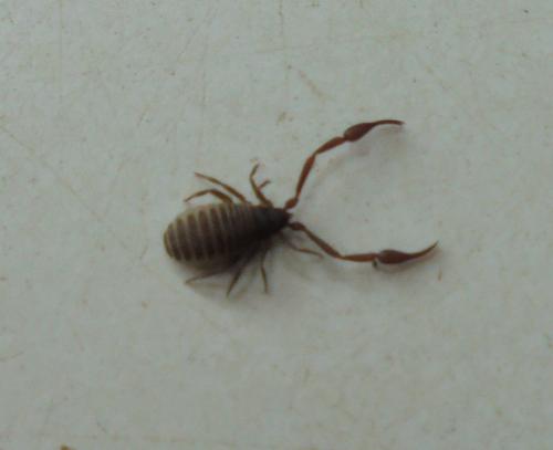 Chelifer cancroides