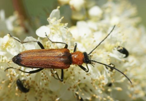 Nacerdes melanura