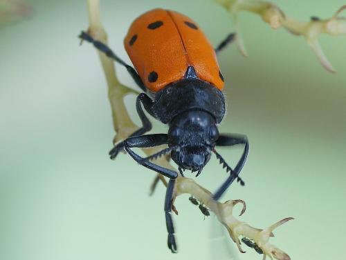 Lachnaia pubescens