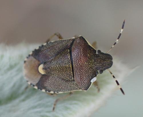 Réf. 185 706 : Holcostethus albipes