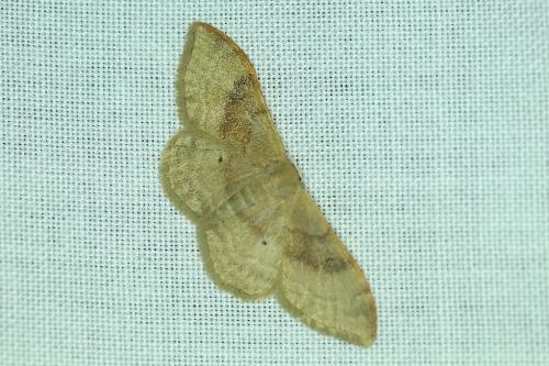 Réf. 185 977 : Idaea degeneraria