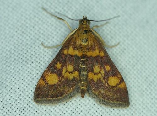 Réf. 185 813 : Pyrausta aurata