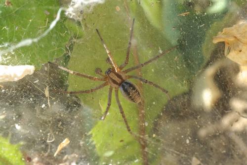 Agelena labyrinthica