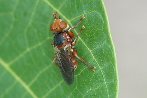 Réf. 185 693 : Myopa dorsalis