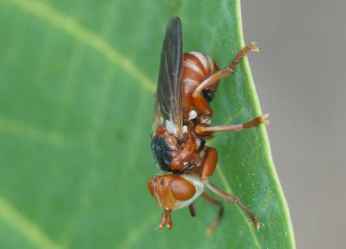 Réf. 185 721 : Myopa dorsalis