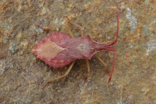 Réf. 185 707 : Haploprocta sulcicornis