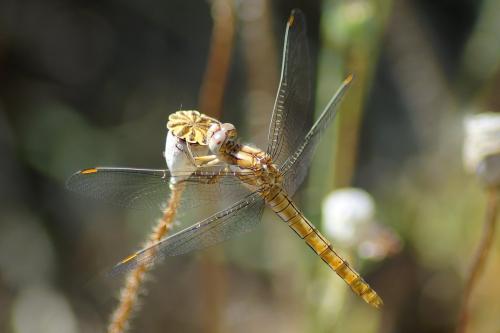 Réf. 185 699 : Orthetrum brunneum