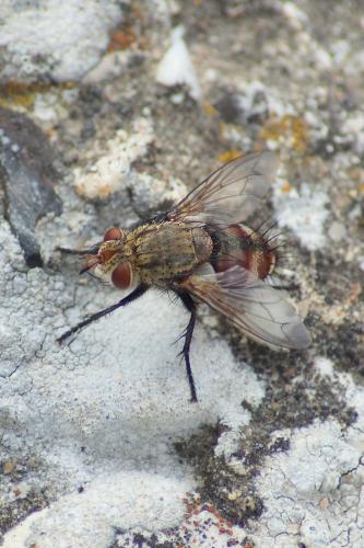 Peleteria iavana